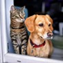Strutture di ricovero e custodia per cani e gatti non convenzionate con i Comuni