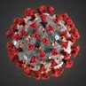 CORONAVIRUS E ASSISTENZA AGLI ANIMALI D’AFFEZIONE CORONAVIRUS E ASSISTENZA AGLI ANIMALI D’AFFEZIONE