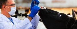 Tutela dei consumatori e benessere degli animali Tutela dei consumatori e benessere degli animali