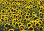girasoli