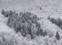 foresta