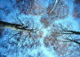 alberi