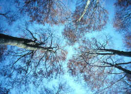 alberi