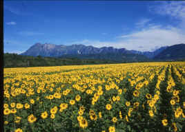 girasoli