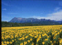 girasoli