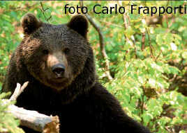 Carlo Frapporti